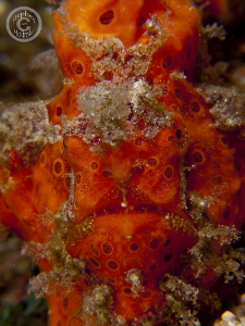 Frogfih portrait.  Canon G10, dual inon UCL165, dual sea ... by Stephen Holinski 
